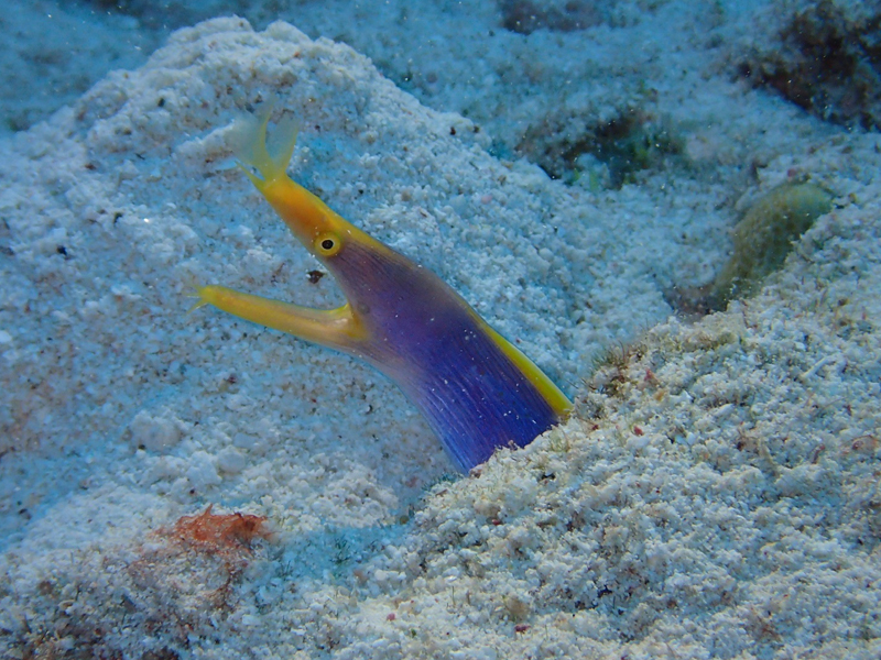 「水納島」ハナヒゲウツボなどレアな生物も盛り沢山！