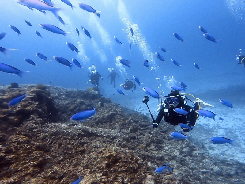 ハナゴイの群れ！魚影も濃い！