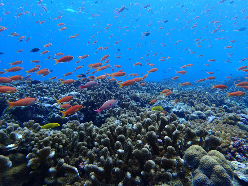 魚の見分け方