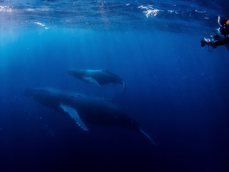 ザトウクジラ